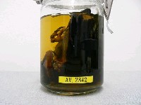 臺灣藍鵲藏品圖，第2張